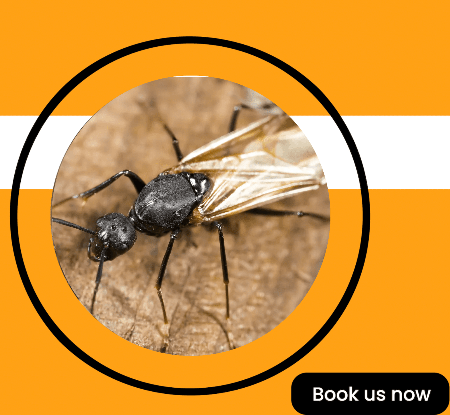 Get'm pest control Get'm pest control