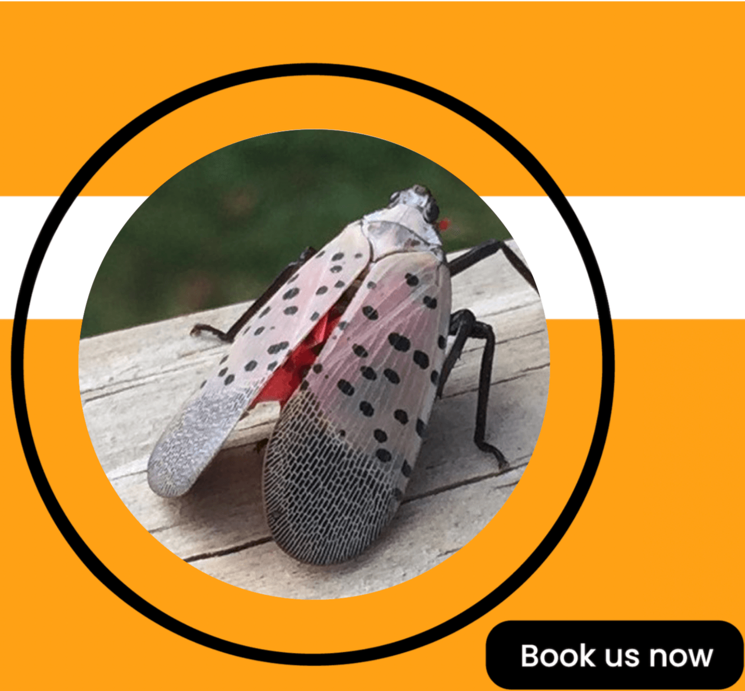 Get'm pest control Get'm pest control