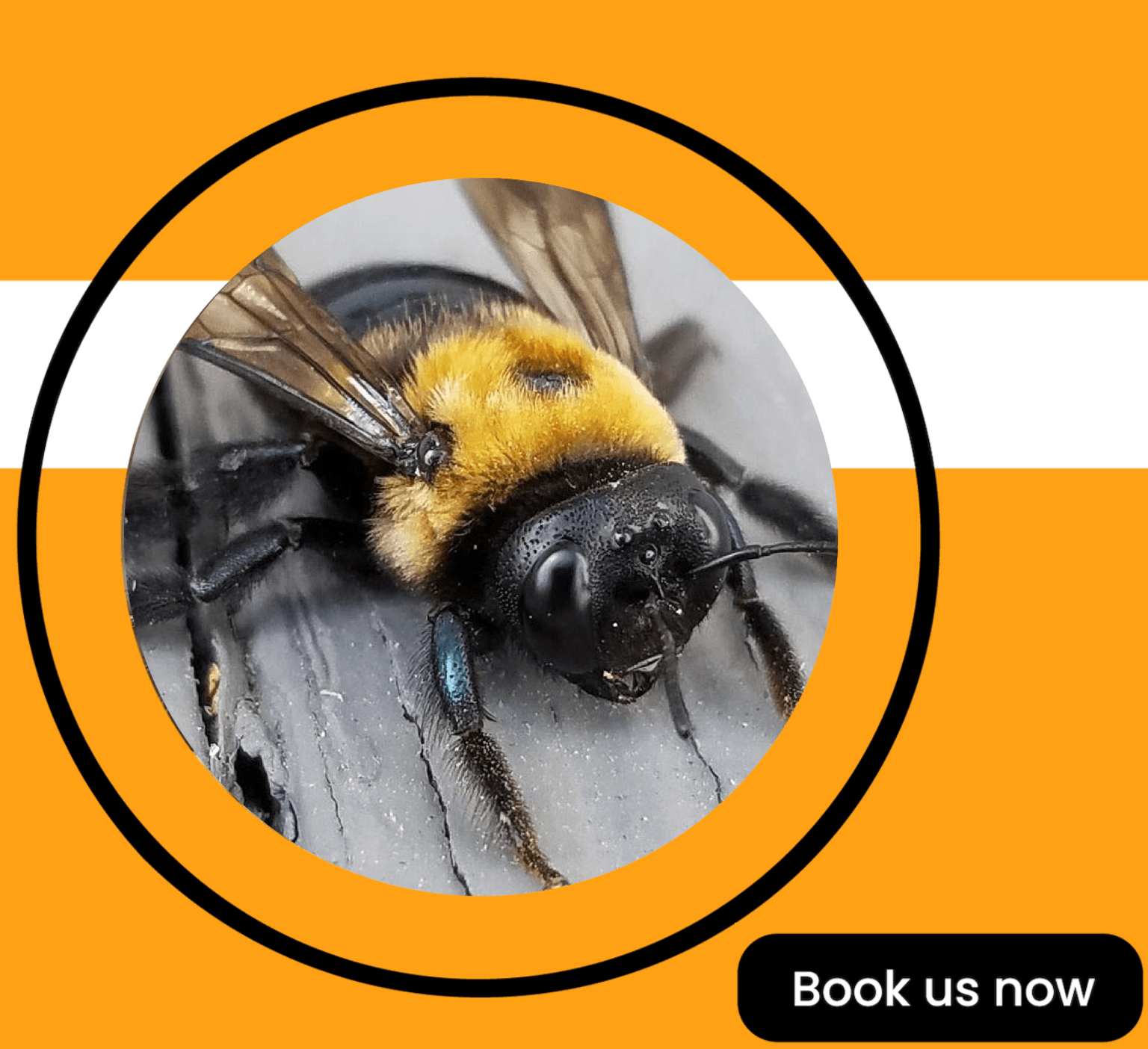 Get'm pest control Get'm pest control