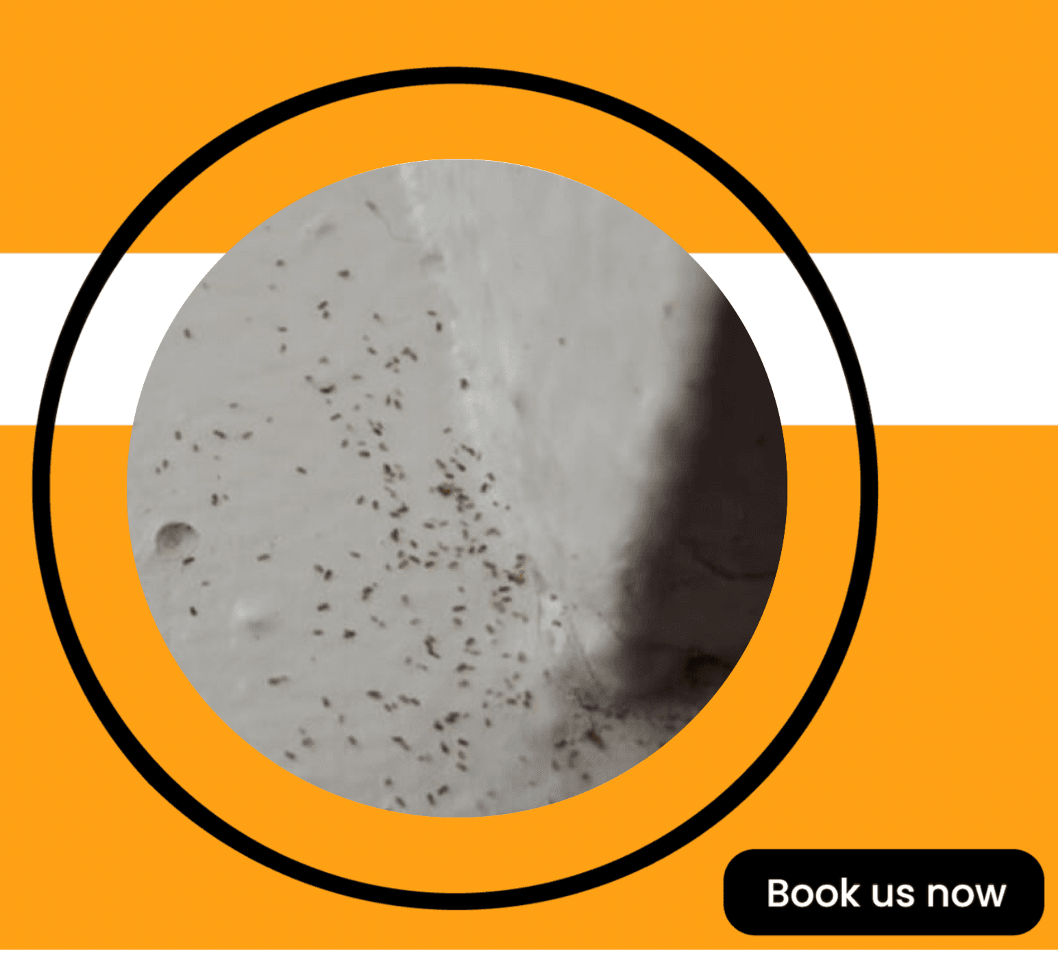 Get'm pest control Get'm pest control